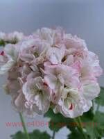 ���������� Jagershus Nanita 281