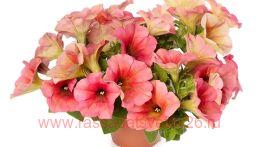  Fun House Mango Punch