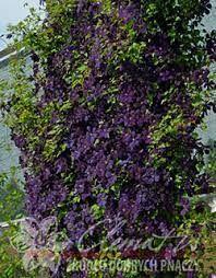  Clematis Negritianka' 55