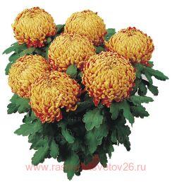   Passionnement  cuivre 100