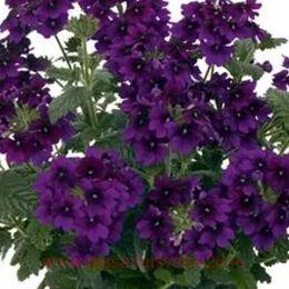   Empress Sun 	Lavender Charme 23