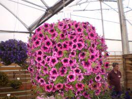  Fanfare Creme de Cassis 34