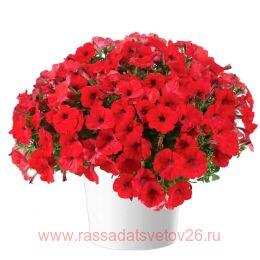 Capella Ruby Red Imp. 119