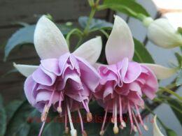  No&#235;l Van Steenberghe