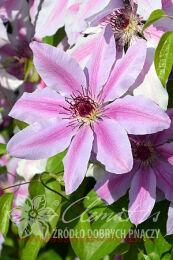  'Nelly Moser' ( ) 64