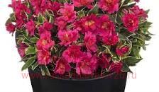   VALLEY SERIES River Valley 