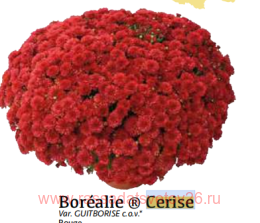���������� ����������� Borealie Cerise 25