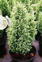 ����������� Chamaecyparis Lawsonia Snow White 30