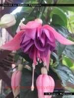  Jollies La Grande Provence 129