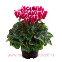  SuperSerie&#174; Odora FUJI WINE RED 1