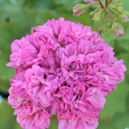 ���������� � ����� 418