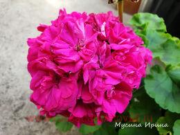 ���������� ���� ������� 425