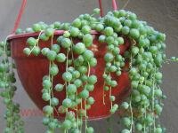   (Senecio Rowleyanus) 1