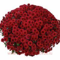   Cherry Red (MR Cherry Red) 74