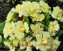  BELARINA Lemon Chifon 31