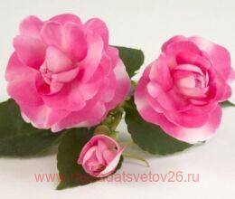  Musica Bicolor Pink 8