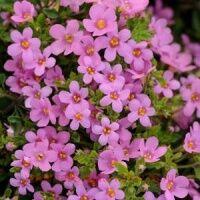  Gulliver Great Pink Beauty 