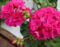 ���������� �������� ���� 0