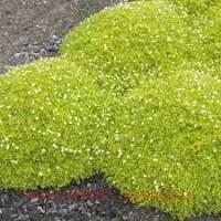  Sagina subulata Lime Moss 2
