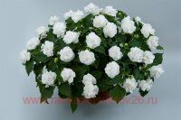  Musica Pure White 59