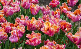  Amazing Parrot 1 (2 )