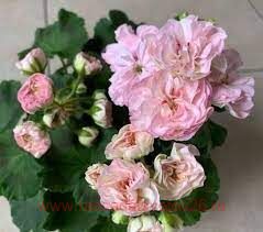 ���������� �-������ 250