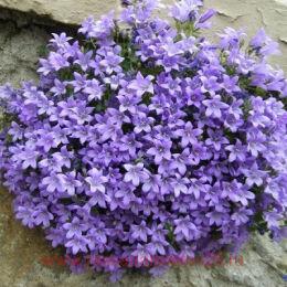 ����������� ����������� Clockwise Deep Blue 28