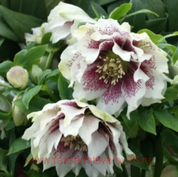 �������� double white spotted 1