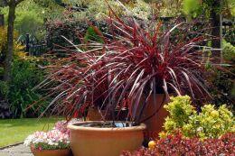 ������� ������ Purpureum