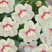  MiniFamous&#174; Uno Double White Pink Vein 26