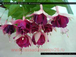  Botanische G&#196;rten Hamborn 36