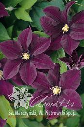 �������� 'Warszawska Nike' (��������� ����) 32