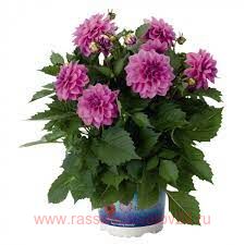  Hypnotica	Lavender 21