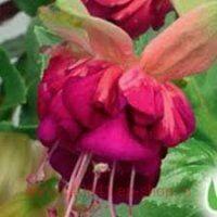  Jollies La Grande Savoye