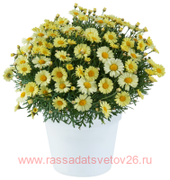  Lollies Buttermint 13