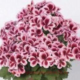   Aristo Strawberry Cream 89