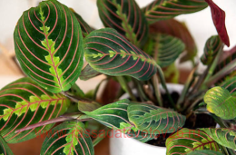 ������� Red Stripe 29