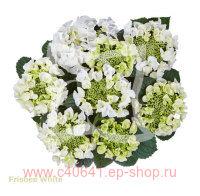   Frisbee&#174; White 86