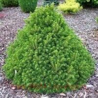  Picea abies 'Tompa' 3