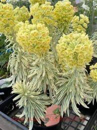  ( ) "Tasmanian Tiger 2