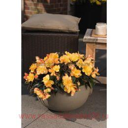  I'CONIA Bacio Peach 70