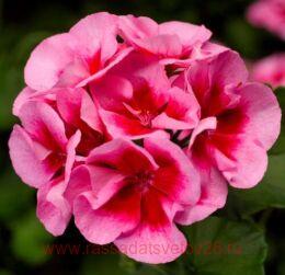  Sarita Lilac Splash 1