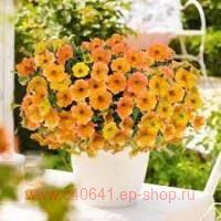  Cascadias Indian Summer 110