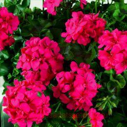   BIG EEZE FUCHSIA BLUE 90