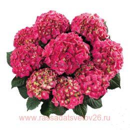   Speedy Red (Impr) 104