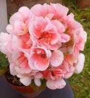 ���������� ��-������ 274