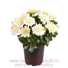  Dalina Double ENRICO 35