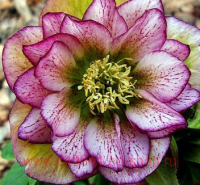   Double Ellen&#174; Picotee 6