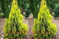 ��� 'Smaragd Variegata' 1