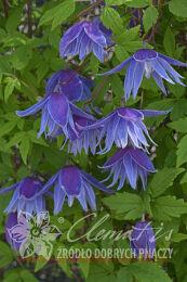 �������� (������) 'Cecile' (������) 70